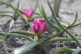 Tulipa humilis 'Persian Pearl'