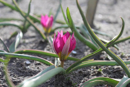 Tulipa humilis 'Persian Pearl'