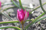 Tulipa humilis 'Persian Pearl'