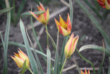 Tulipa orphanidea 'Flava'