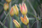 Tulipa orphanidea 'Flava'