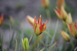 Tulipa orphanidea 'Flava'