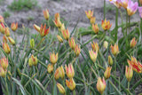 Tulipa orphanidea 'Flava'