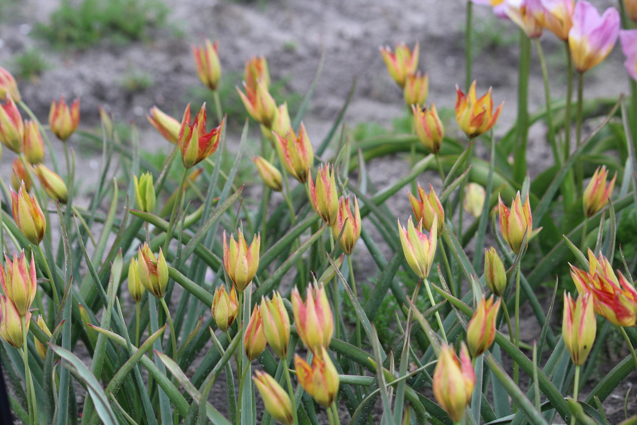 Tulipa orphanidea 'Flava'