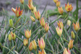 Tulipa orphanidea 'Flava'