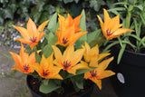 Tulipa praestans ‘Shogun’