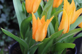 Tulipa praestans ‘Shogun’