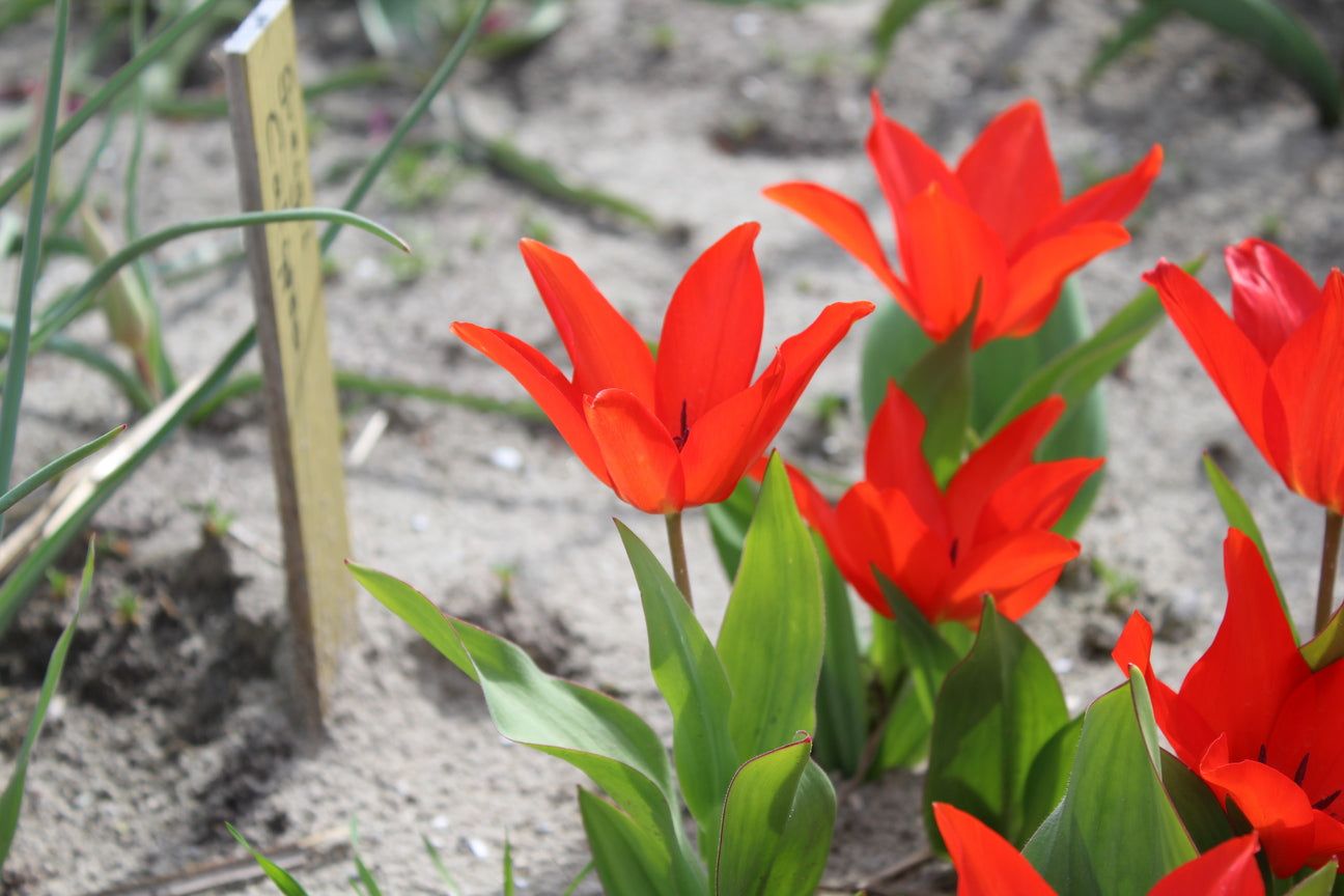 Tulipa praestans 'Zwanenburg-variëteit'