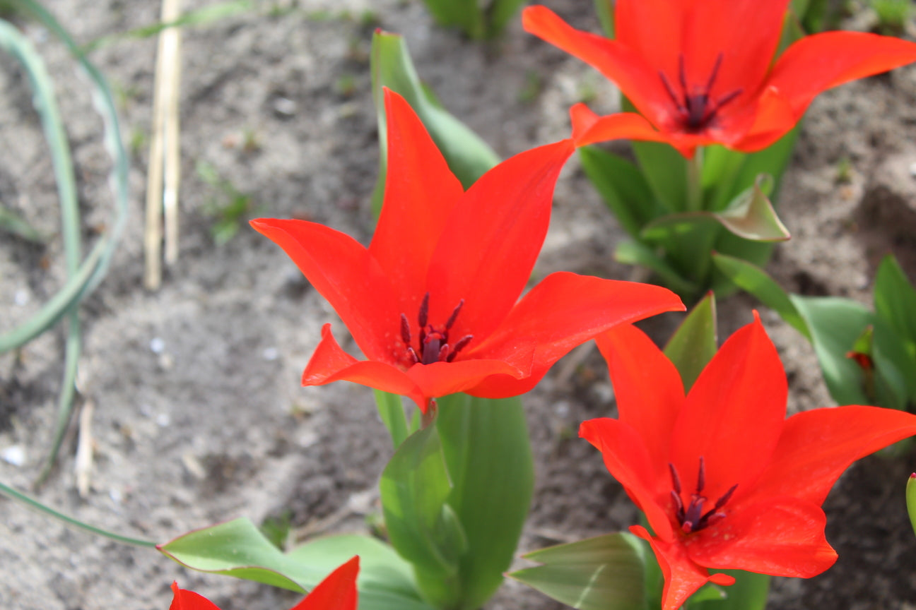 Tulipa praestans 'Zwanenburg-variëteit'