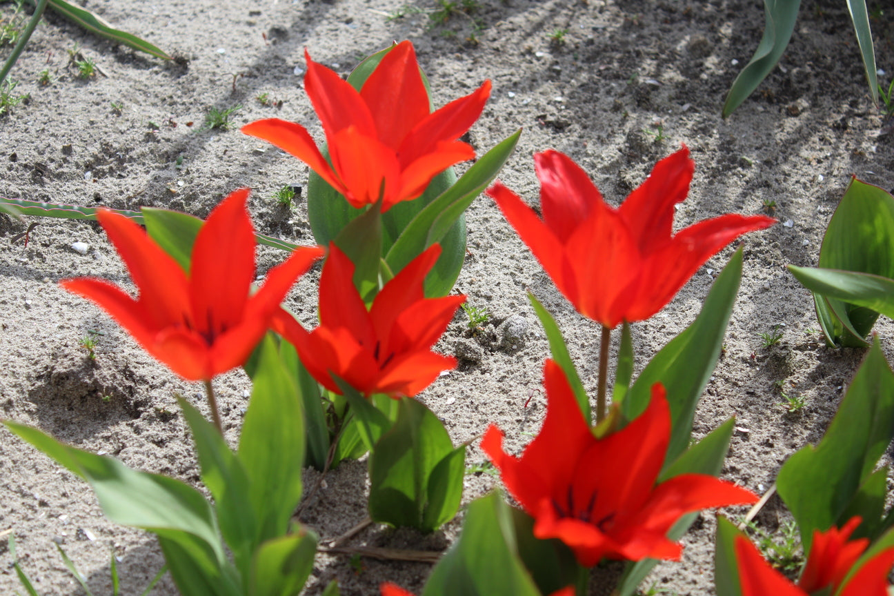 Tulipa praestans 'Zwanenburg-variëteit'