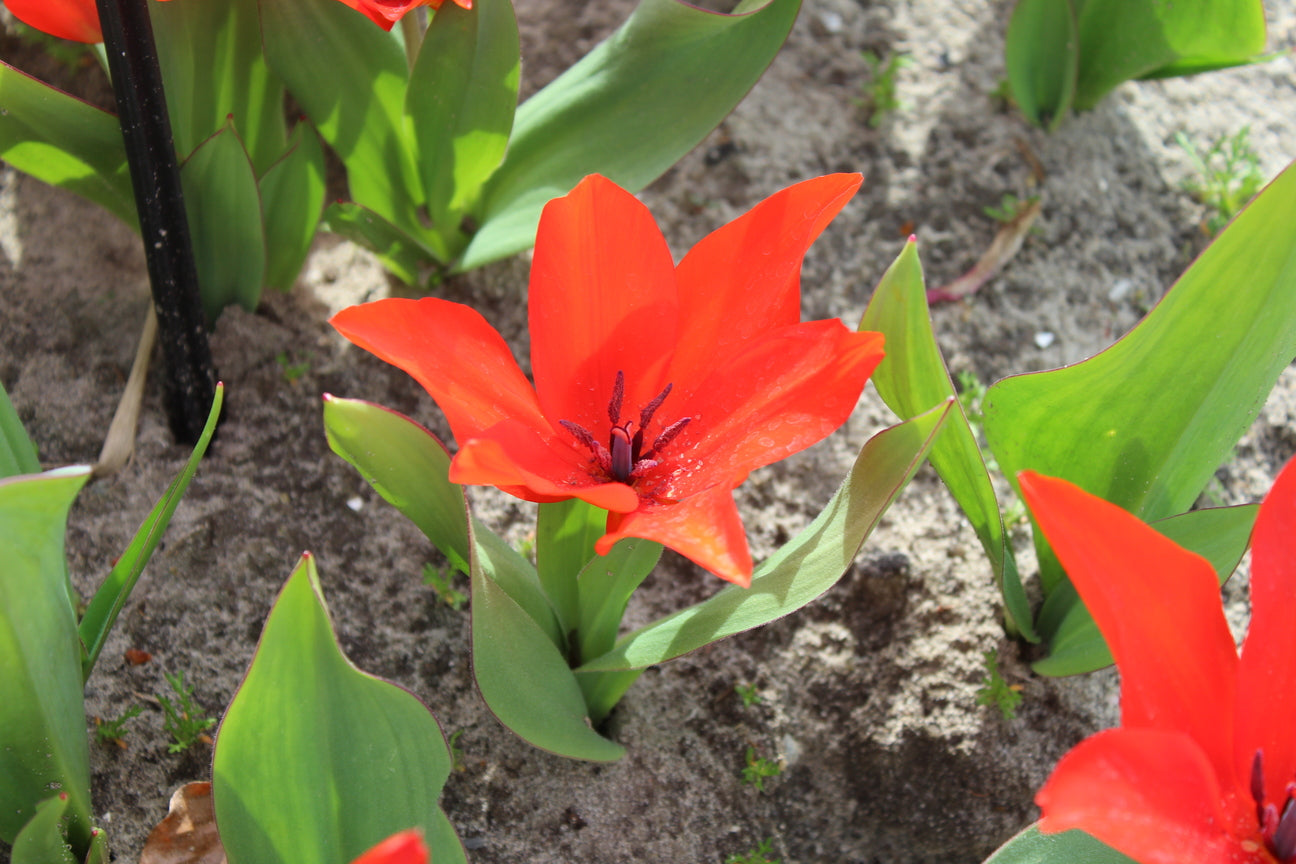 Tulipa praestans 'Zwanenburg-variëteit'