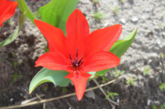 Tulipa praestans 'Zwanenburg-variëteit'