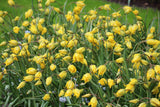 Tulipa sylvestris