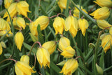 Tulipa sylvestris