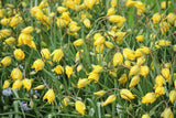 Tulipa sylvestris