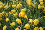 Tulipa sylvestris