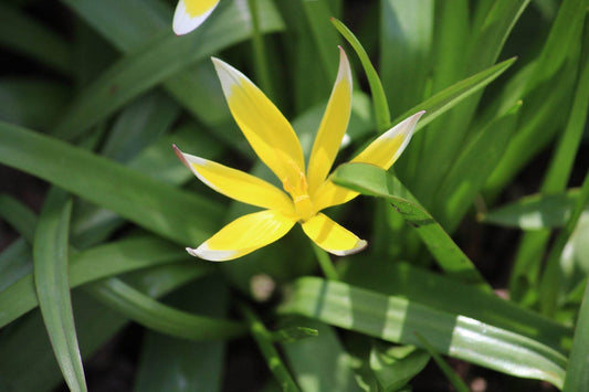 Tulipa tarda