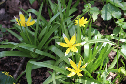 Tulipa tarda