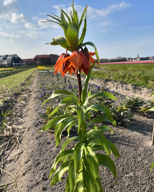Kievitsbloem (Fritillaria) 'Garland Star'