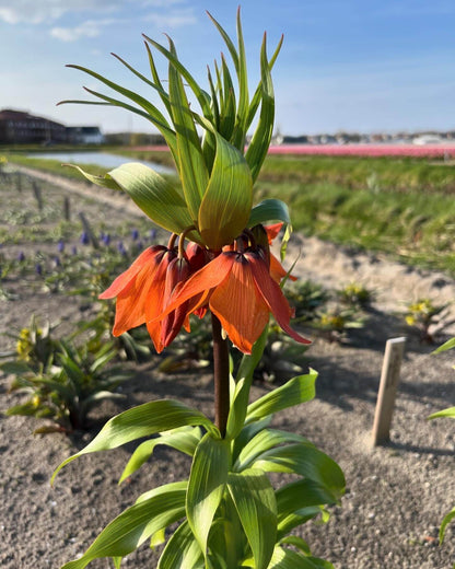 Kievitsbloem (Fritillaria) 'Garland Star'