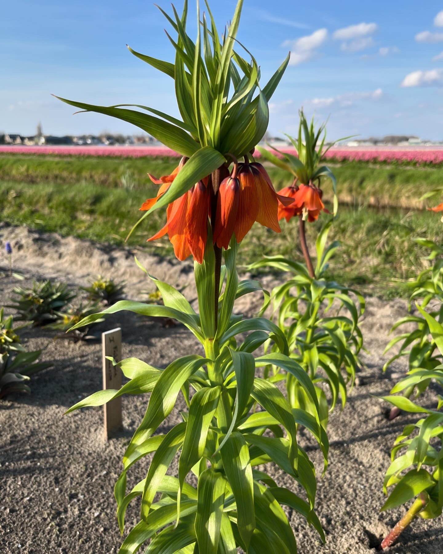 Kievitsbloem (Fritillaria) 'Garland Star'