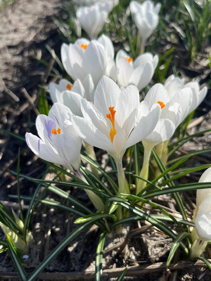 Krokus 'IJskoningin'