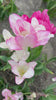 Tulipa 'Candy Club'