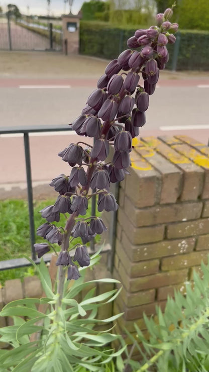Kievitsbloem (Fritillaria) 'persica'