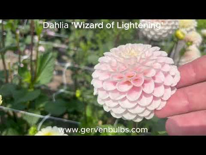 Dahlia 'Wizard of Lightning'