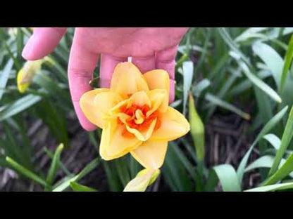 Narcis 'Ascot'