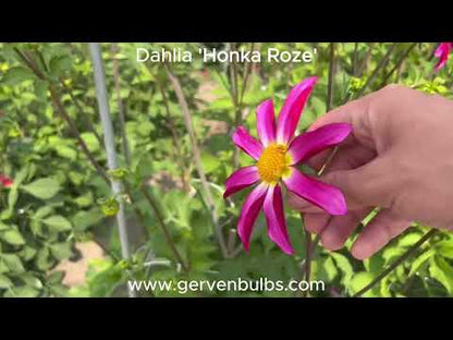 Dahlia 'Honka Pink'