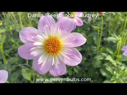 Dahlia 'Teesbrooke Audrey'