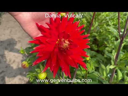 Dahlia 'Vulcan'