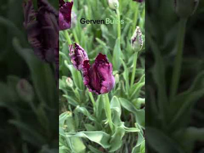 Tulipa 'Black Parrot'