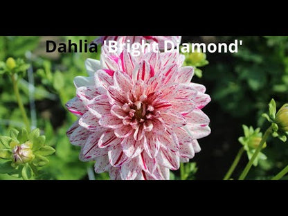 Dahlia 'Bright Diamond'