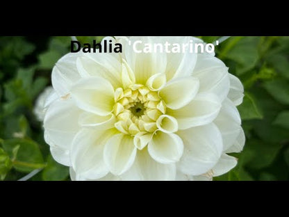 Dahlia 'Cantarino'
