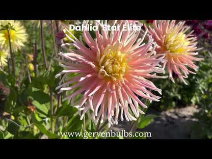 Dahlia 'Star Elite'