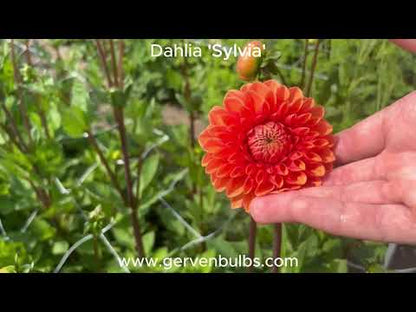 Dahlia 'Sylvia'