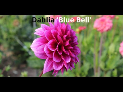 Dahlia 'Blauwe Bel'