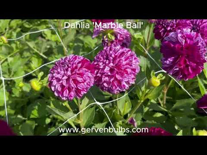 Dahlia 'Marble Ball'