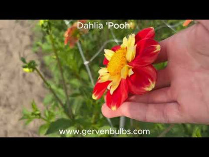 Dahlia 'Poeh'