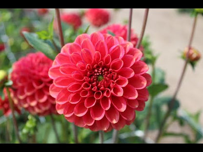 Dahlia 'Zundert Mysterie Vos