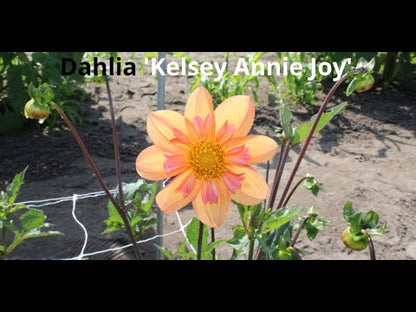 Dahlia 'Kelsey Annie Joy'