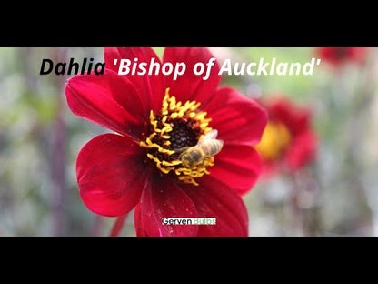 Dahlia 'Bishop of Auckland'