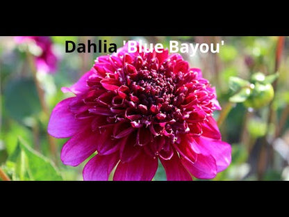 Dahlia 'Blue Bayou'