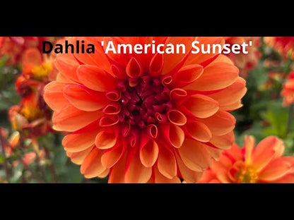 Dahlia 'American Sunset'