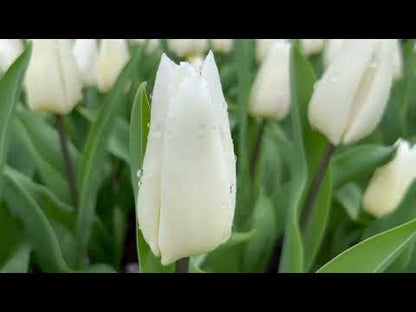 Tulipa 'White Prince'