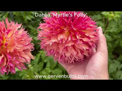 Dahlia 'Myrtle's Folly'