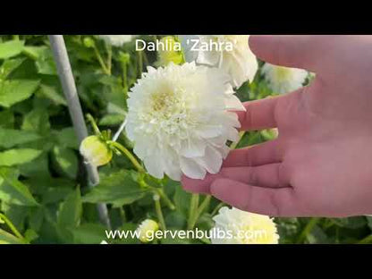 Dahlia 'Zahra'