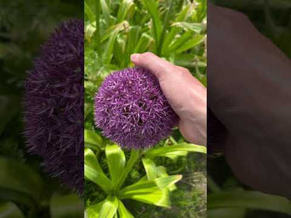Allium 'Gladiator'